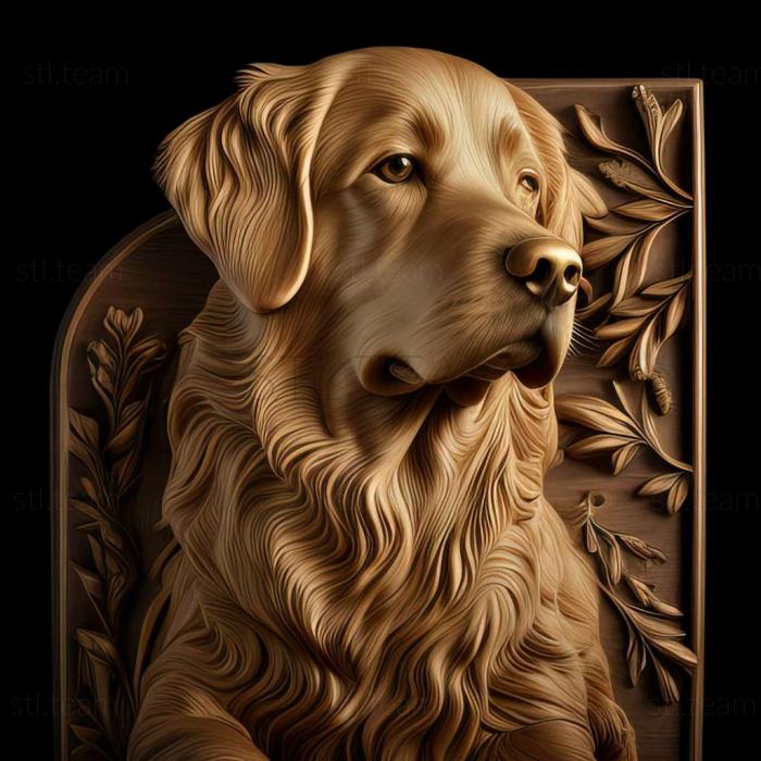 Golden Retriever dog